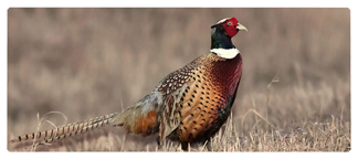 DNSEMP-L-307 Pheasant
